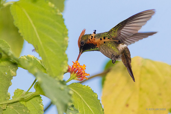 TTTC00013 Tufted Coquette