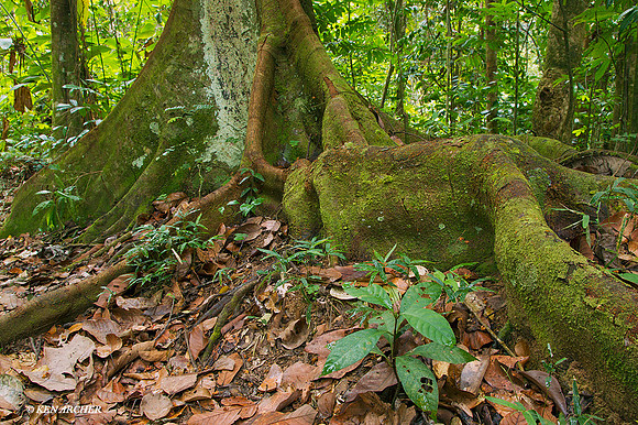 TTLS00135 Forest Floor; Trinidad & Tobago