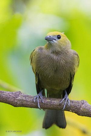 TTPT00011 - Palm Tanager