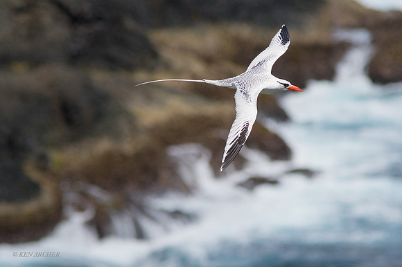 TTRT00054 - Red-billed Tropicbird
