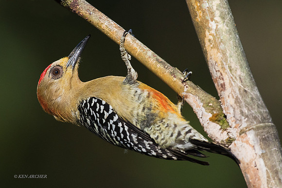 TTRC00033 - Red-crowned Woodpecker