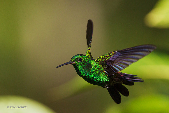 TTCR00112 - Copper-rumped Hummingbird