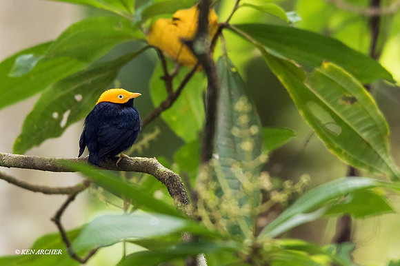 TTGM00061 - Golden-headed Manakin