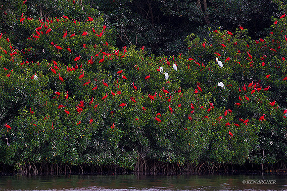 TTSI00333 - Scarlet Ibis