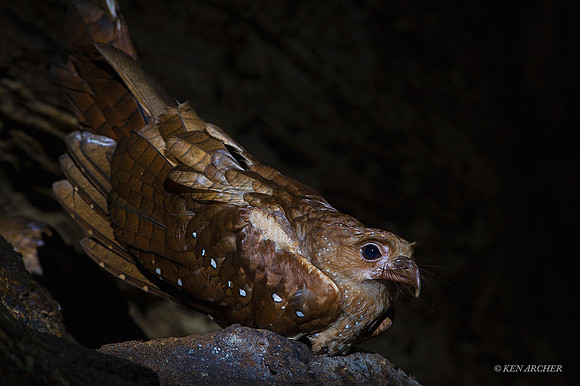 TTOB00004 - Oilbird
