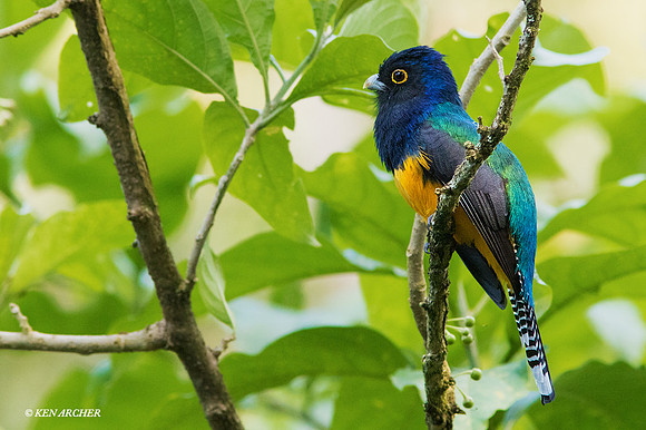 TTVT00040 - Violaceous Trogon