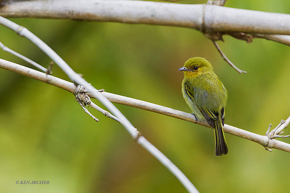 TTYF00008 - Yellow-breasted Flycatcher