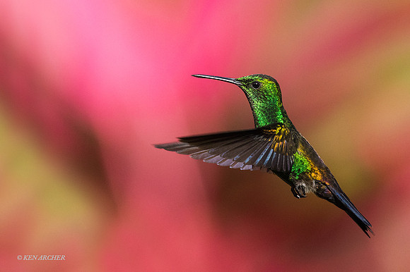 TTCR00008 - Copper-rumped Hummingbird