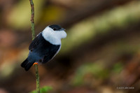 TTWM00195 - White-bearded Manakin