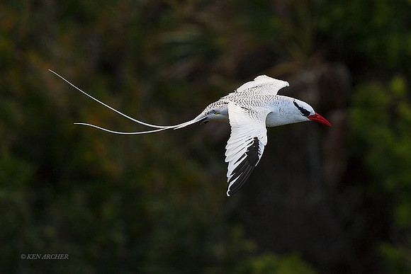 TTRT00172 - Red-billed Tropicbird