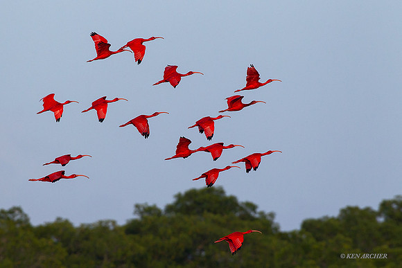 TTSI00195 - Scarlet Ibis