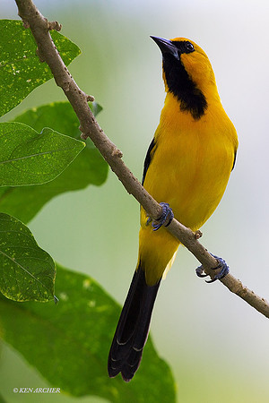 TTYO00008 - Yellow Oriole