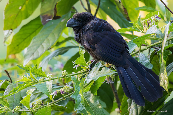 TTSA00014 - Smooth-billed Ani