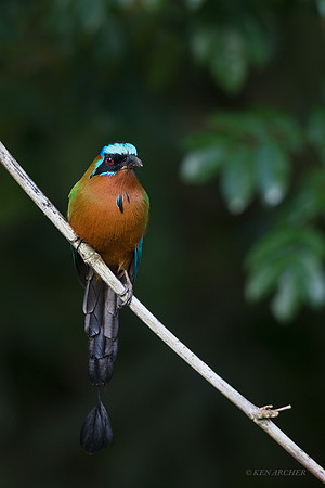 TTTM00234 -Trinidad Motmot