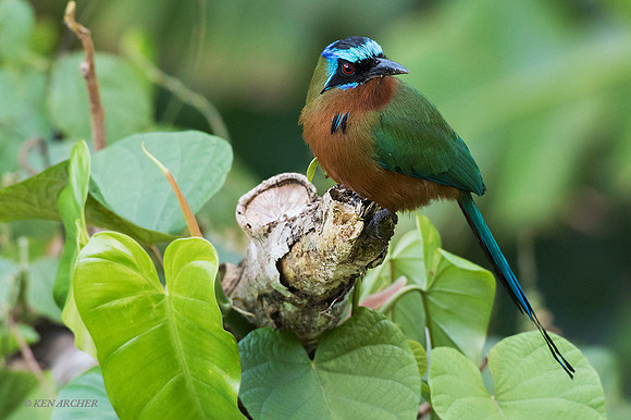 TTTM00054 - Blue-crowned_Trinidad Motmot