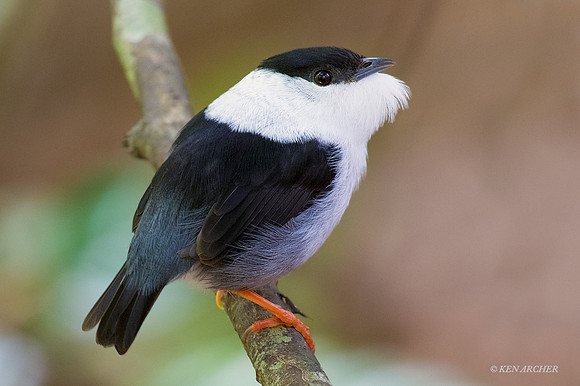 TTWM00125 - White-bearded Manakin