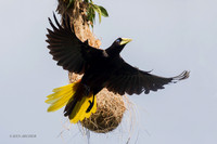 TTCO00124 - Crested Oropendola