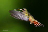 TTRH00185 - Rufous-breasted Hermit