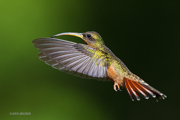TTRH00185 - Rufous-breasted Hermit