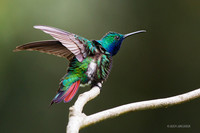 TTBM00040 - Black-throated Mango