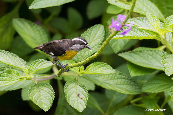 TTBQ00004 Bananaquit