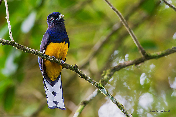 TTVT00041 White-tailed Trogon