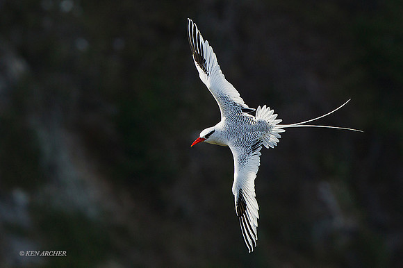 TTRT00069 - Red-billed Tropicbird
