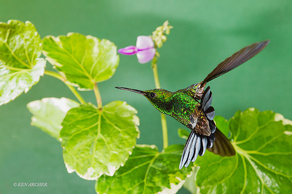 TTCR00136 - Copper-rumped Hummingbird