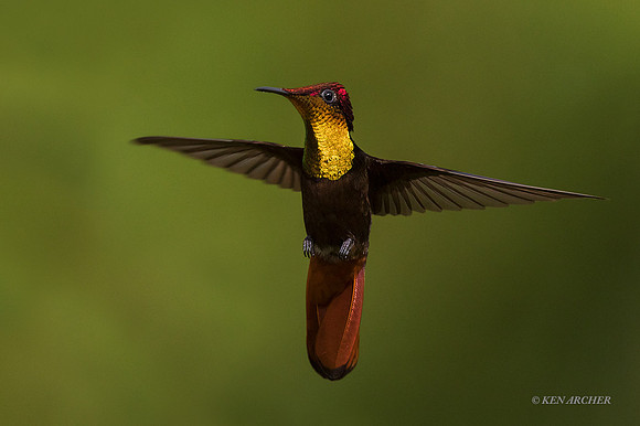 TTRY00270 - Ruby Topaz Hummingbird