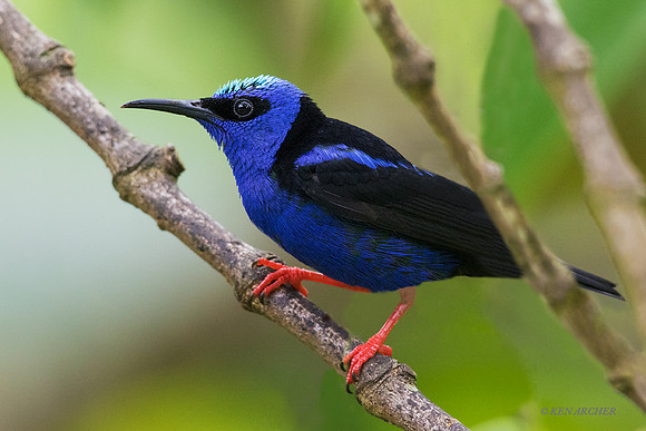TTRH00003 Red-legged Honeycreeper
