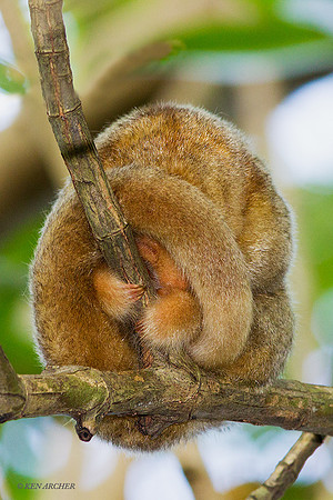 TTSA00012 - Silky Anteater