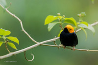 TTGM00088 - Golden-headed Manakin