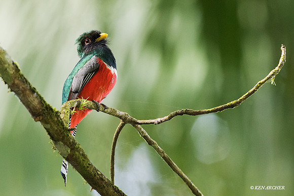 TTMT00002 - Masked Trogon
