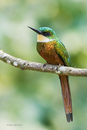 TTRJ00159 - Rufous-tailed Jacamar
