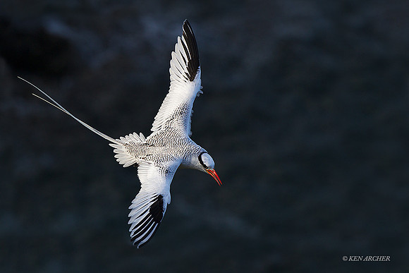 TTRT00162 Red-billed Tropicbird