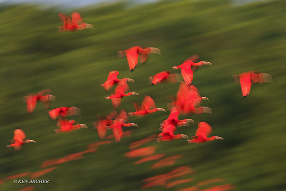 TTSI00433 - Scarlet Ibis