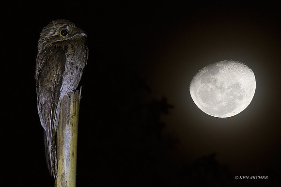 TTCP00087 - Common Potoo & Moon (composit)
