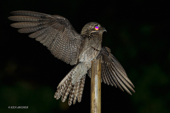 TTCP00031 - Common Potoo