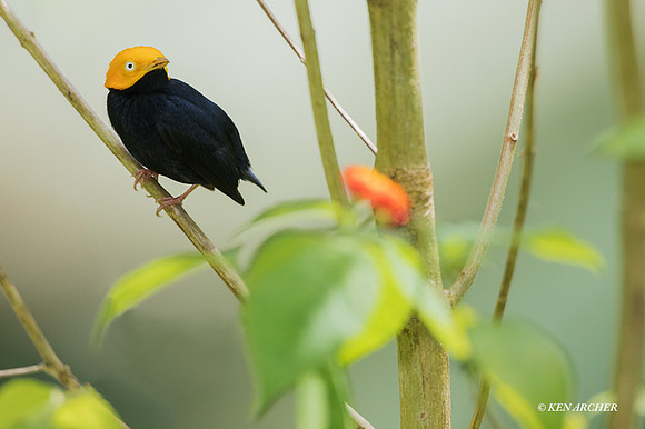 TTGM00098 - Golden-headed Manakin