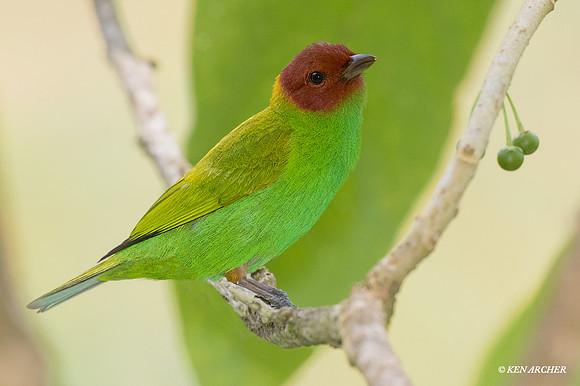 TTBH00025 Bay-headed Tanager