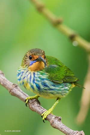 TTPH00170 - Purple Honeycreeper