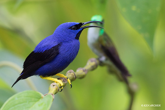 TTPH00146 - Purple Honeycreeper
