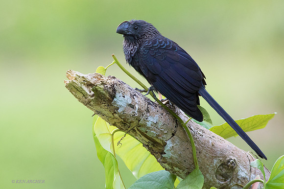 TTSA00022 - Smooth-billed Ani