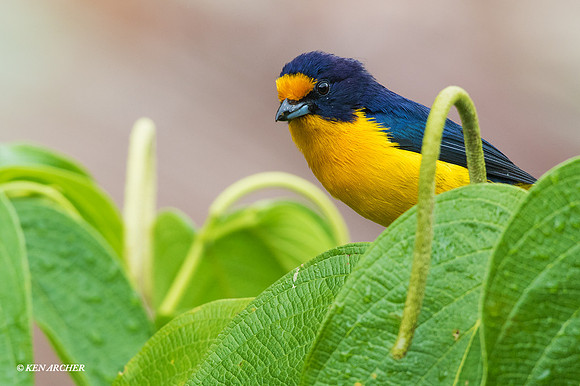 TTVE00034 - Violaceous Euphonia