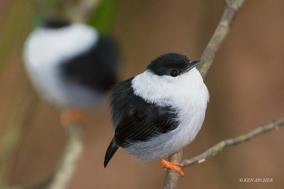 TTWM00108 White-bearded Manakin