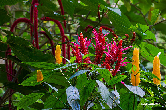 TTLS00073 _ Forest Blooms; Trinidad & Tobago
