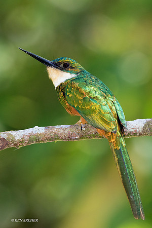 TTRJ00079 - Rufous-tailed Jacamar