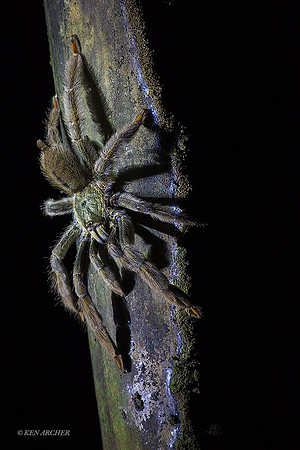 TTTA00001 - Trinidad Tarantula