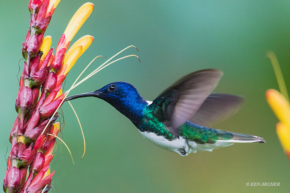 TTWJ00205 White-necked Jacobin