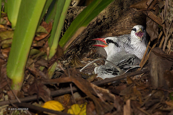 TTRT00102 - Red-billed Tropicbird